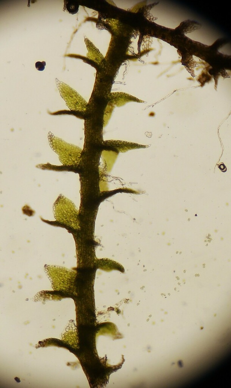 Cephaloziella hampeana photo 5