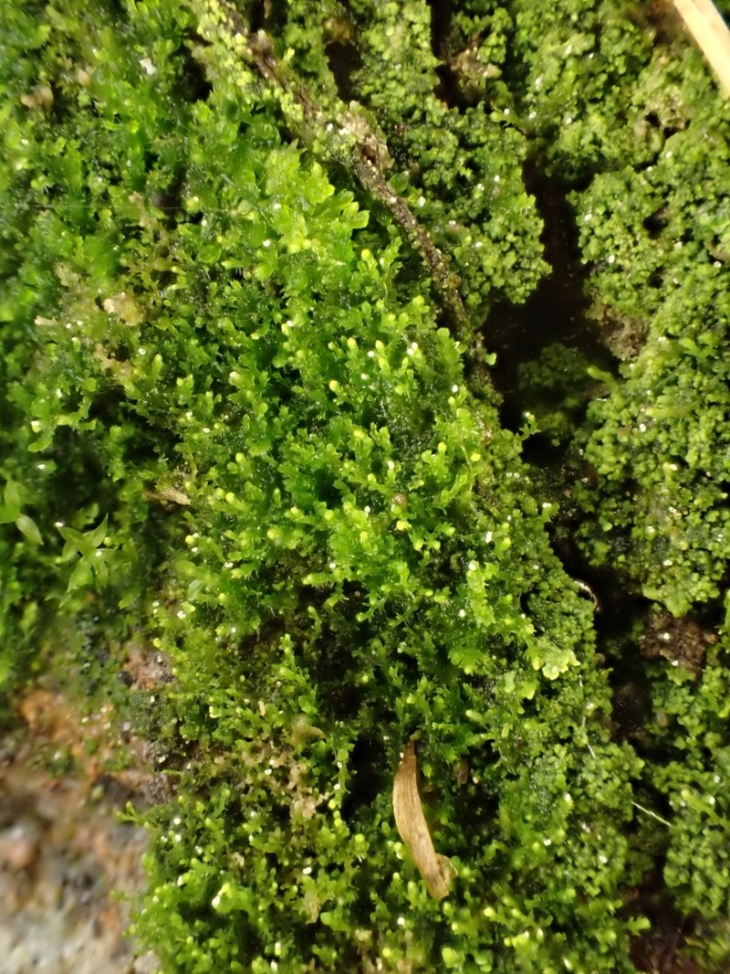 Cephaloziella hampeana photo 6