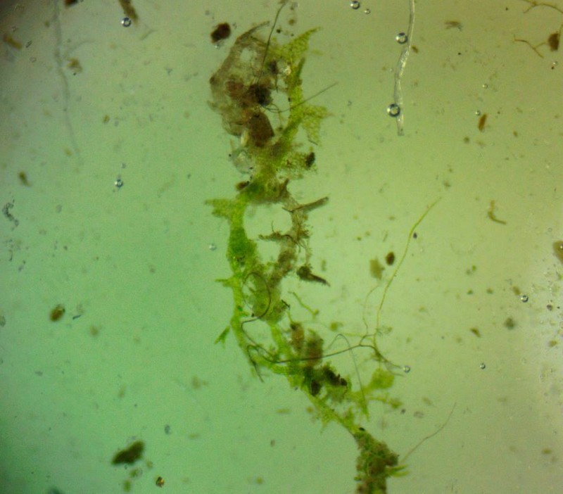 Cephaloziella hampeana photo 7