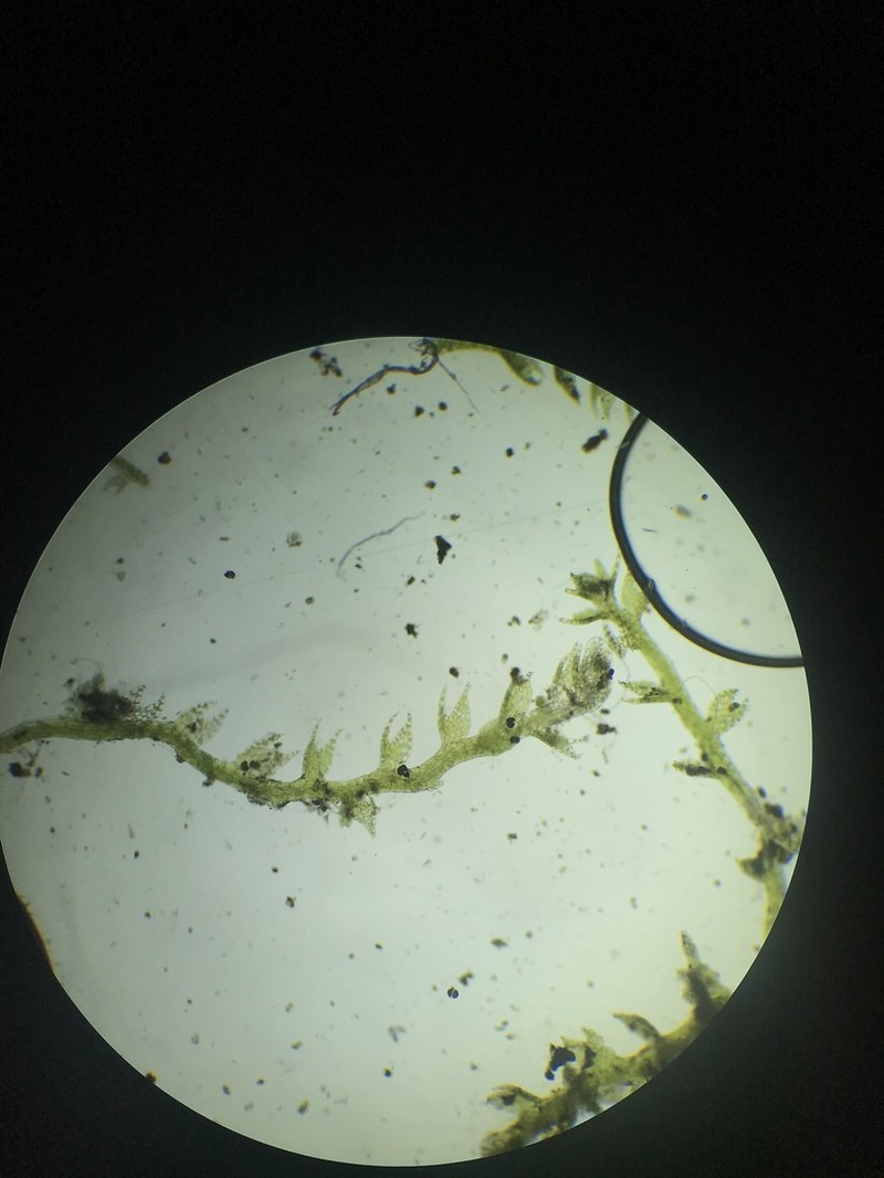 Cephaloziella hampeana photo 8
