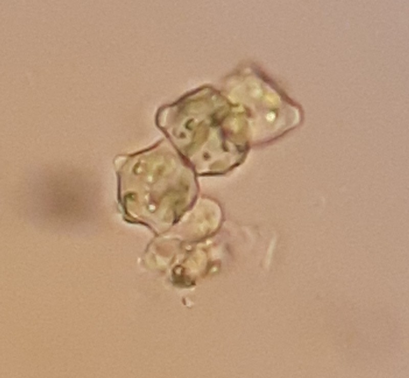 Cephaloziella integerrima