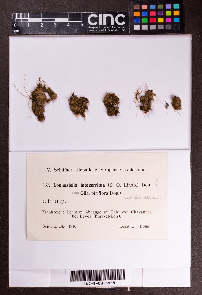 Cephaloziella integerrima photo 2