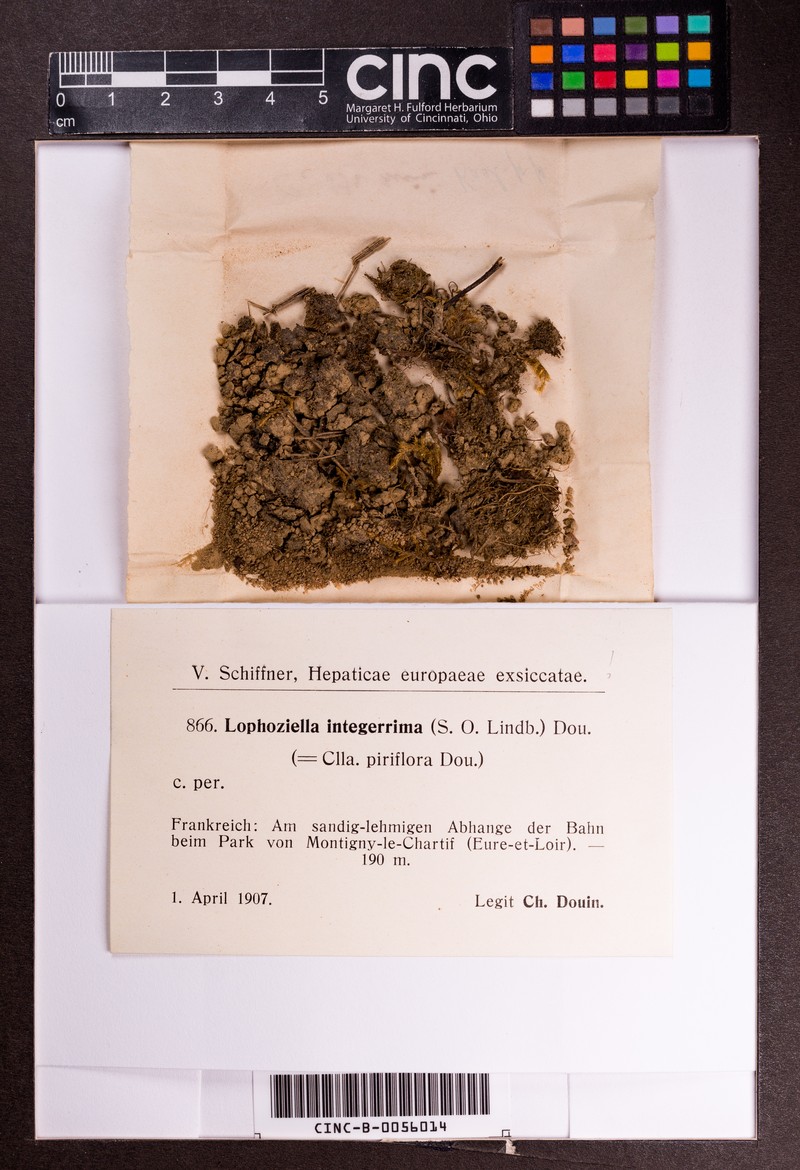 Cephaloziella integerrima photo 3