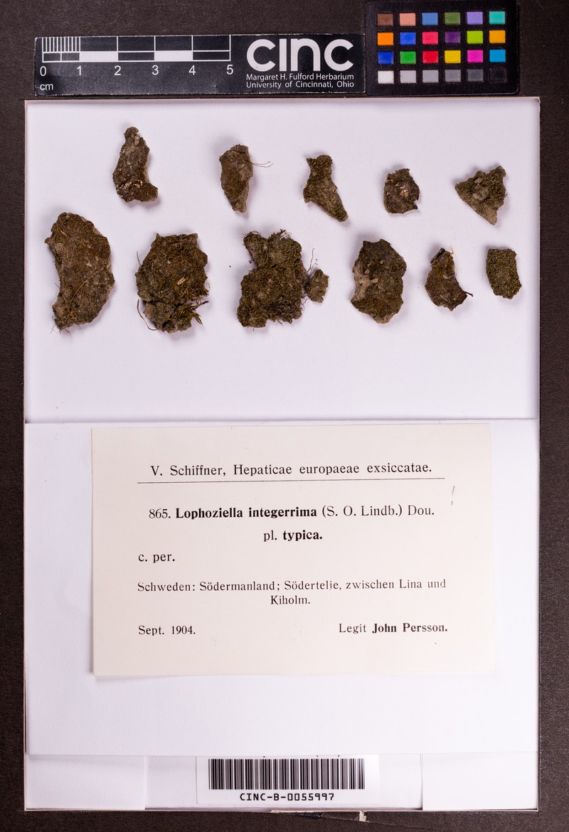 Cephaloziella integerrima photo 4