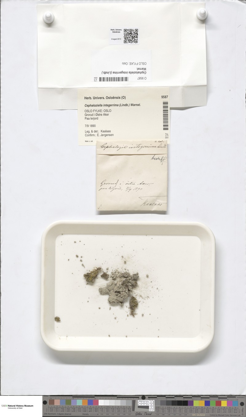 Cephaloziella integerrima photo 5