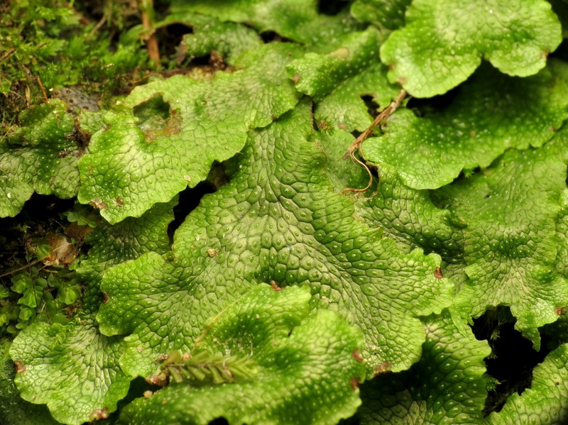 Cephaloziella massalongi