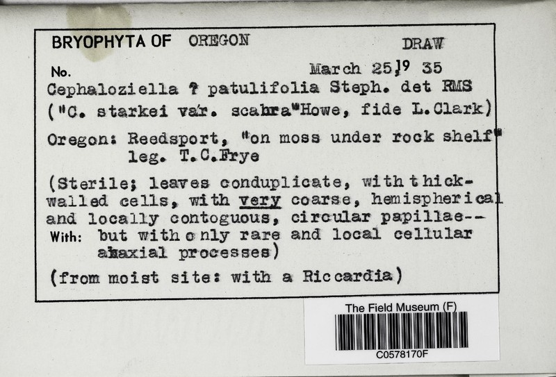 Cephaloziella patulifolia