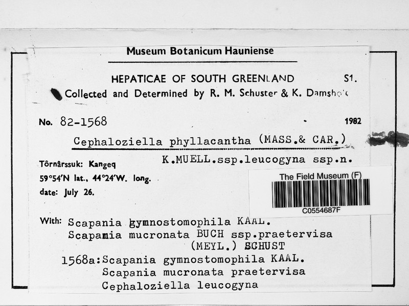 Cephaloziella phyllacantha photo 4