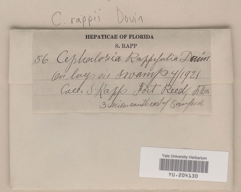 Cephaloziella rappii photo 3