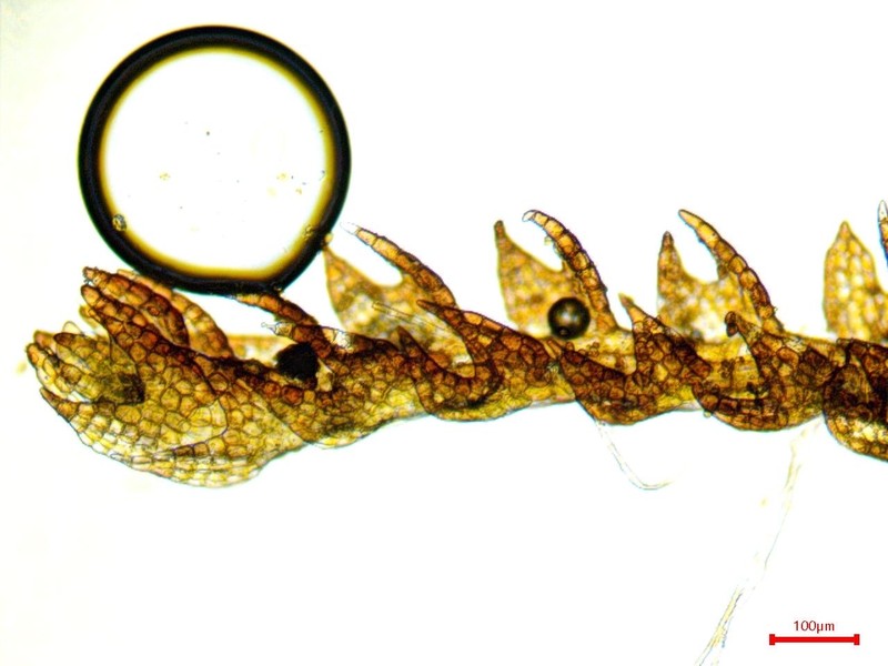 Cephaloziella rubella photo 2