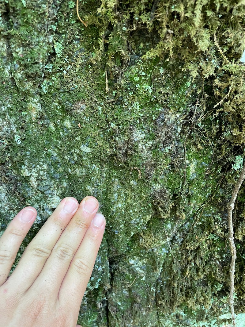 Cephaloziella spinicaulis