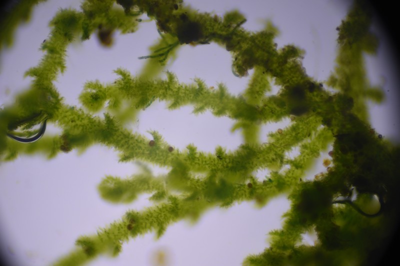 Cephaloziella spinicaulis photo 3