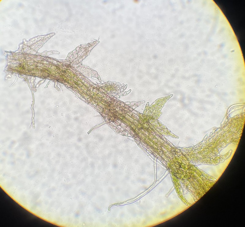 Cephaloziella spinigera photo 2