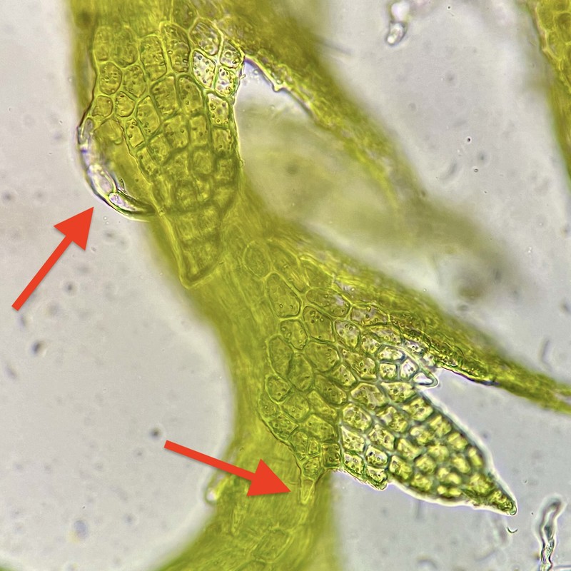 Cephaloziella spinigera photo 3
