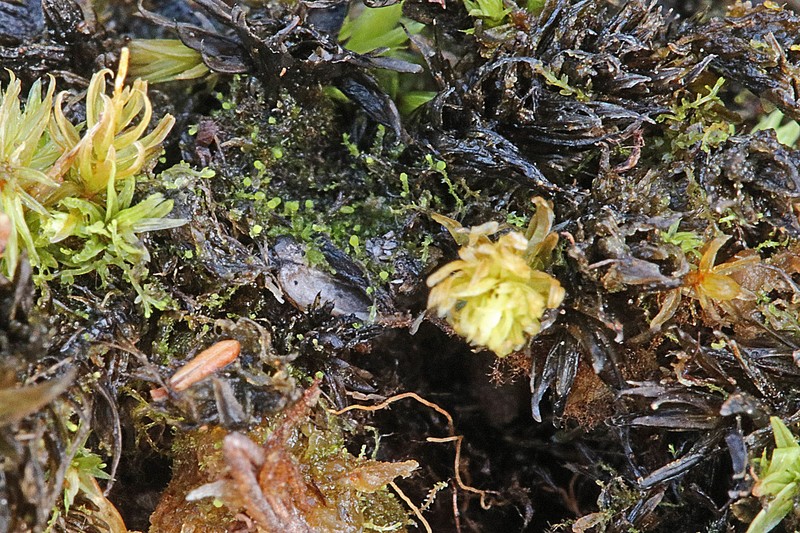 Cephaloziella spinigera photo 5
