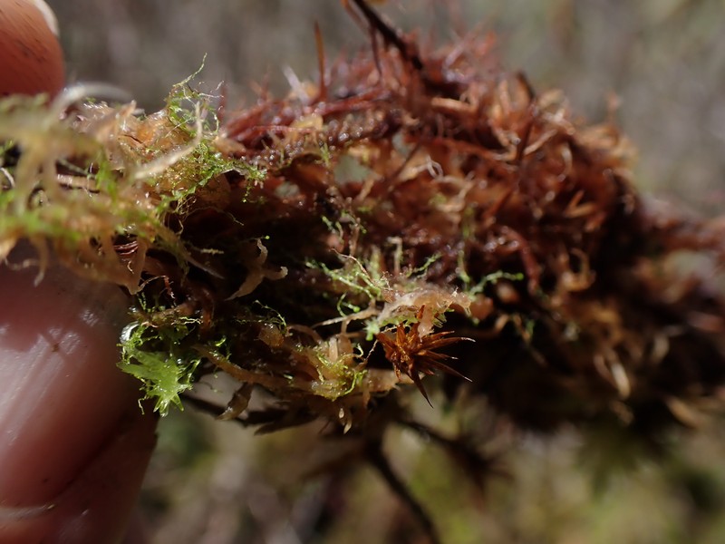 Cephaloziella spinigera photo 7