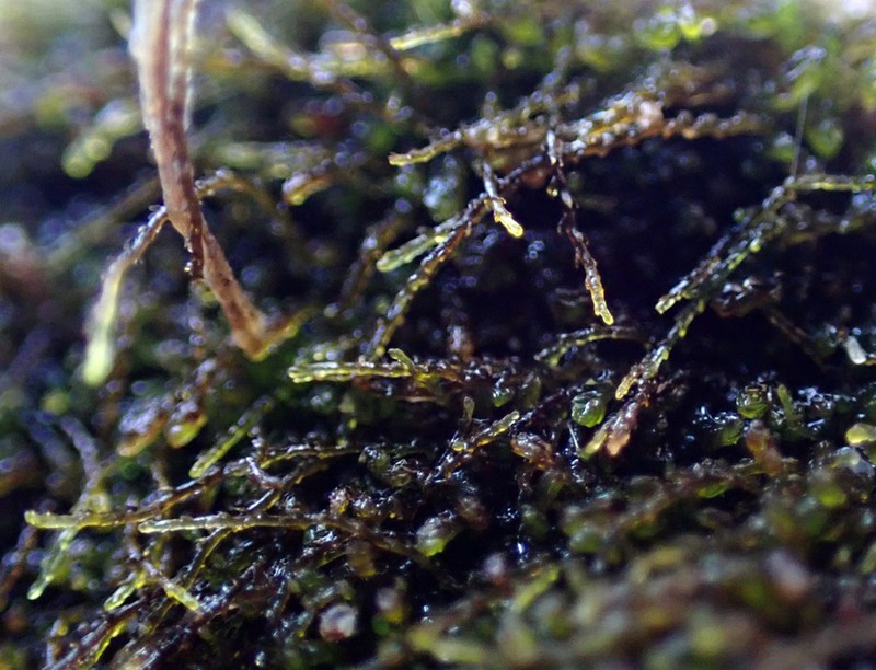 Cephaloziella stellulifera photo 3