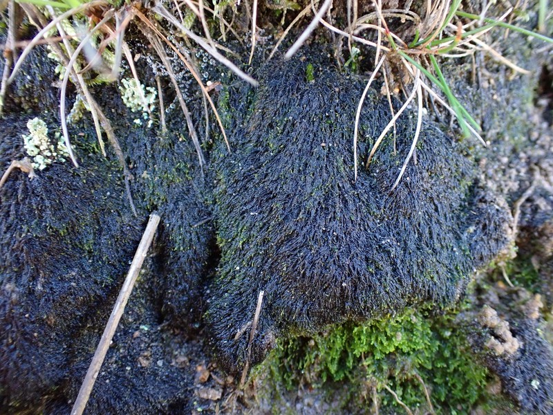 Cephaloziella stellulifera photo 4