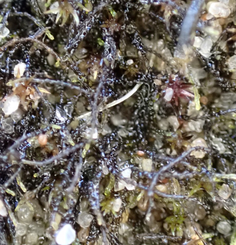 Cephaloziella stellulifera photo 5