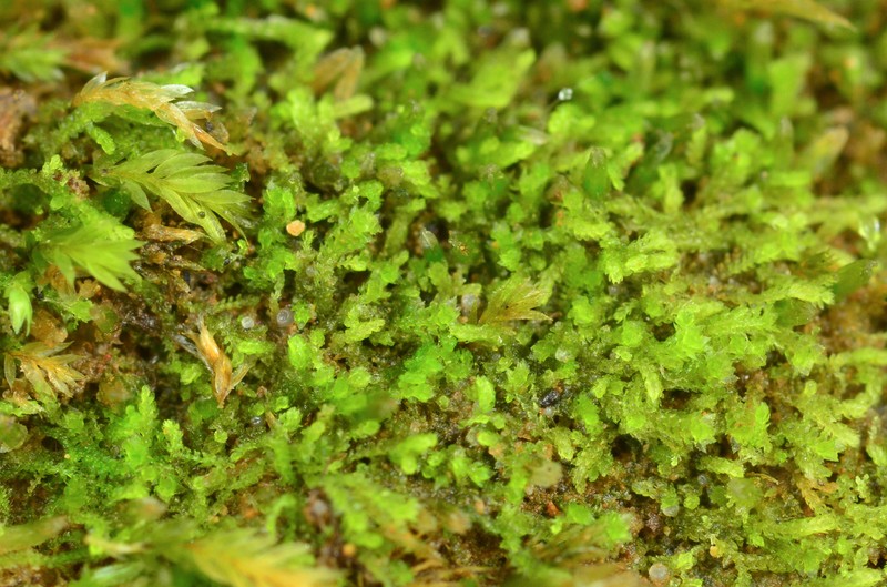 Cephaloziella turneri