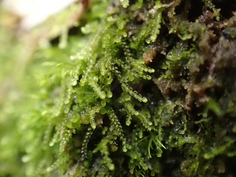 Cephaloziella turneri photo 2