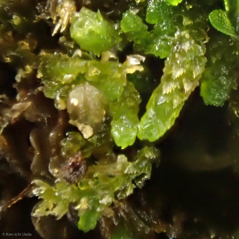 Cephaloziella turneri photo 3