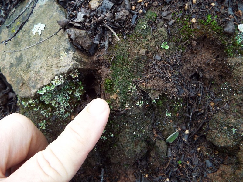 Cephaloziella turneri photo 4
