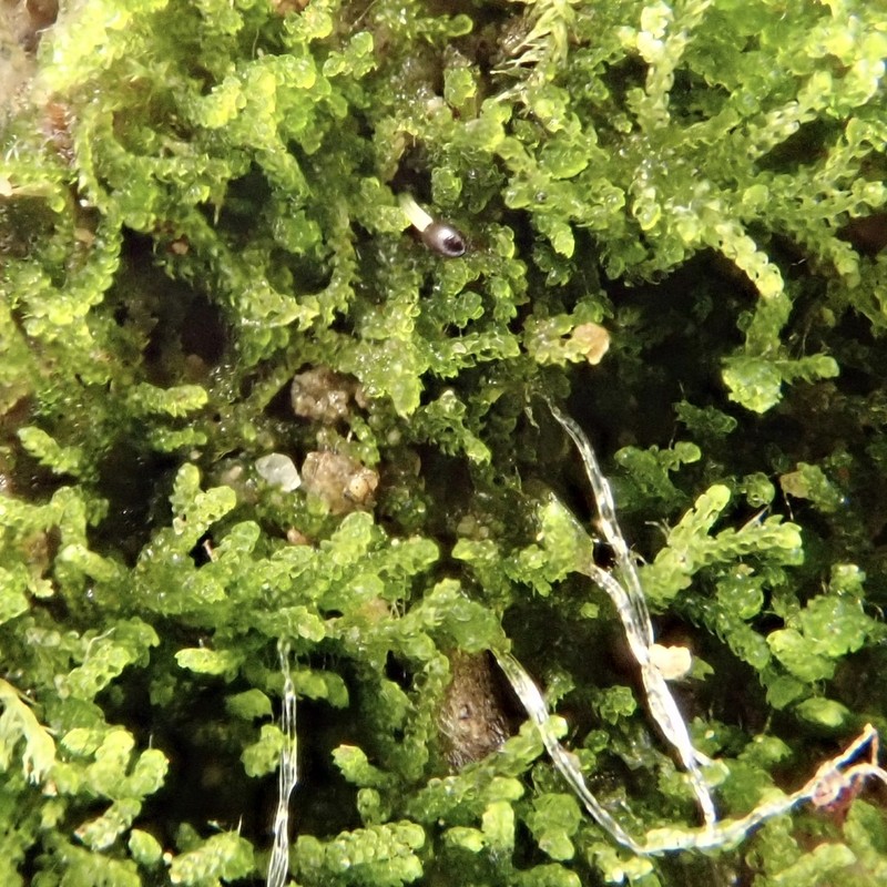Cephaloziella turneri photo 5