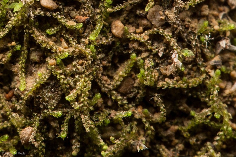 Cephaloziella turneri photo 6