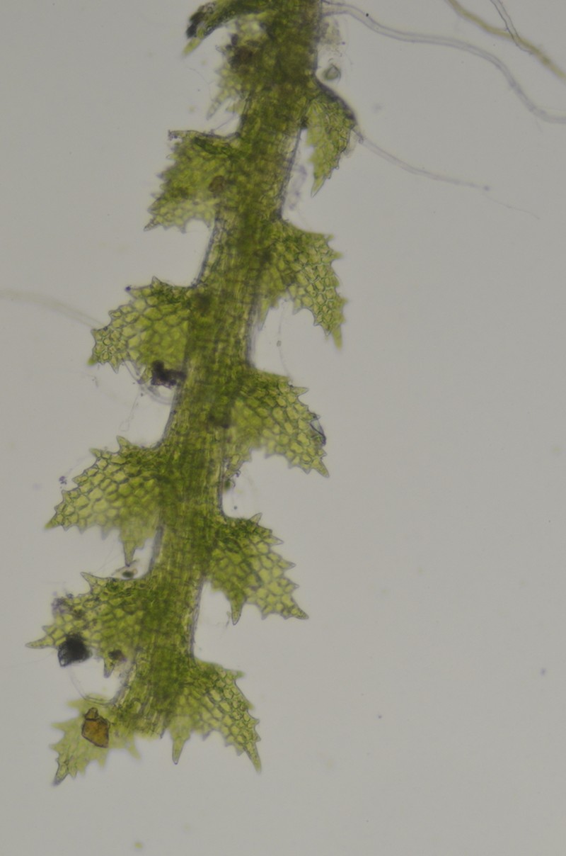 Cephaloziella turneri photo 7