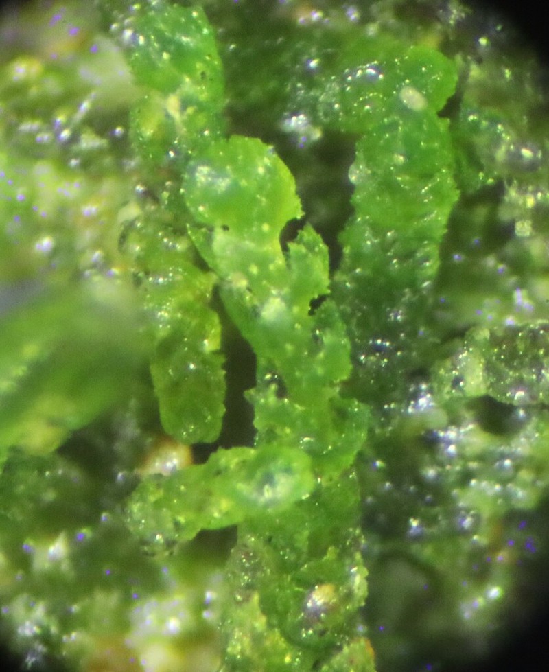 Cephaloziella turneri photo 8