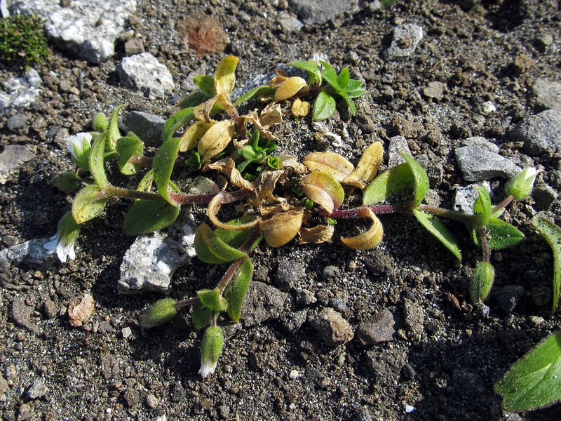 Aleutian Chickweed