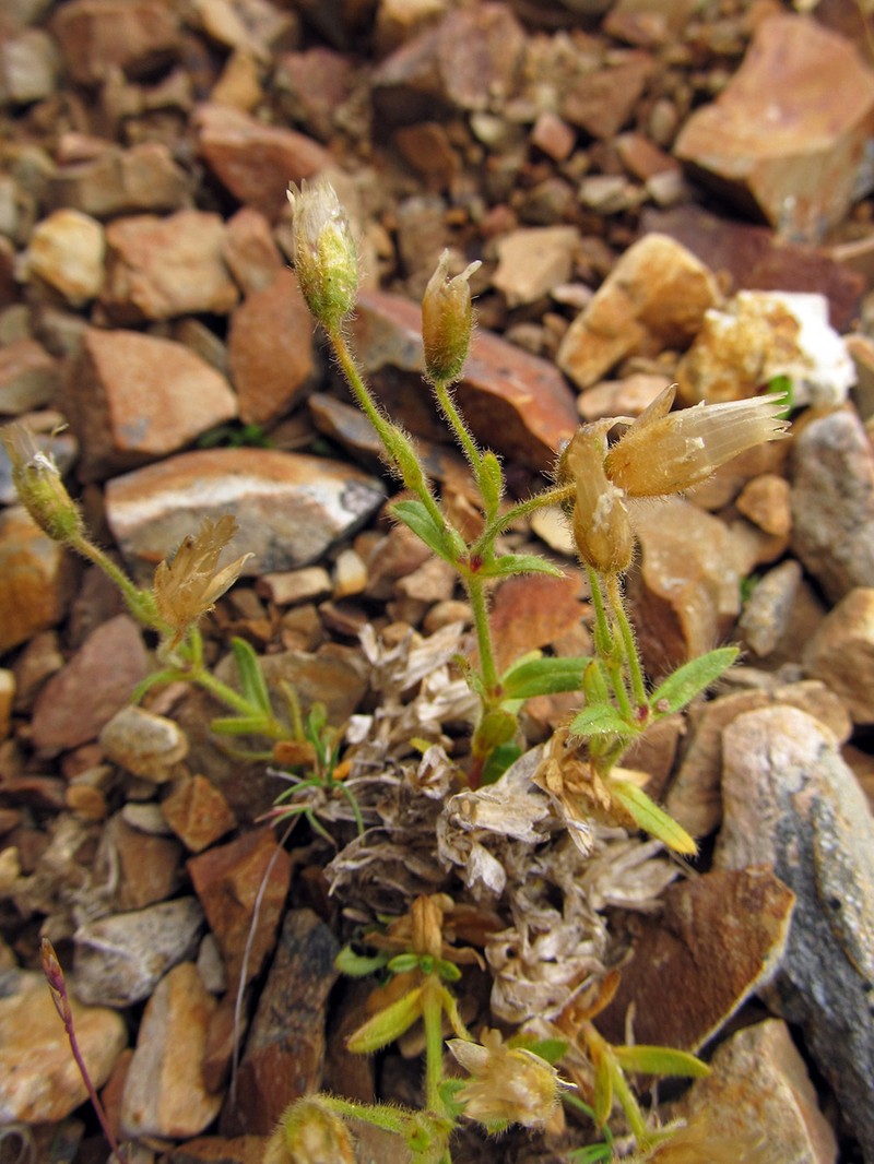 Aleutian Chickweed photo 5