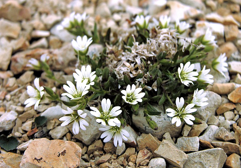 Aleutian Chickweed photo 6