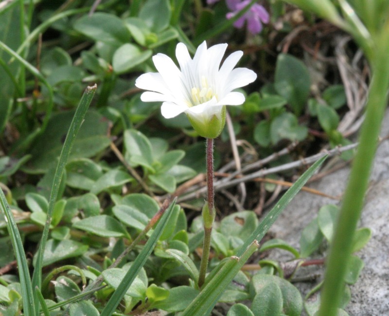 Alpine Chickweed photo 2