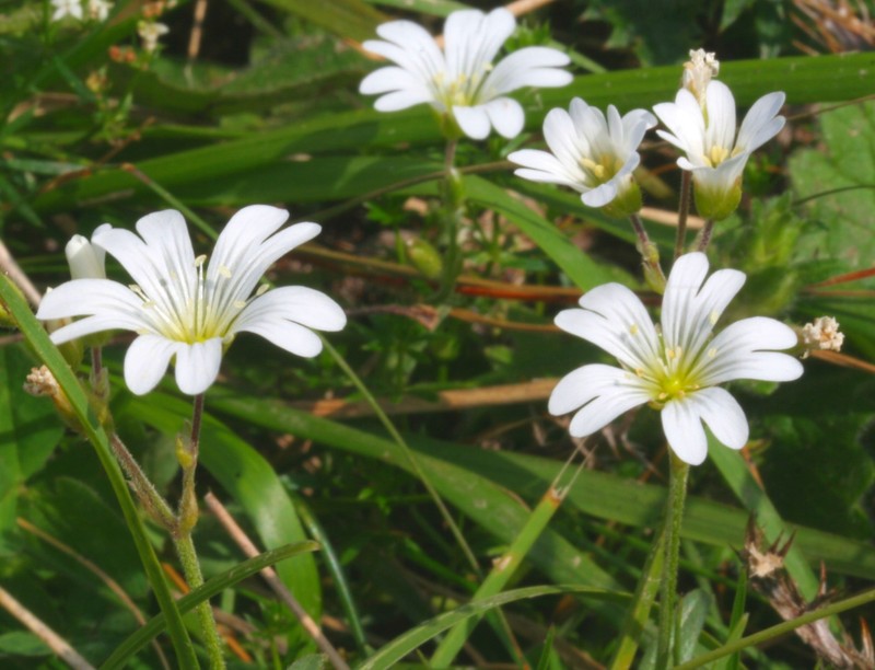 Alpine Chickweed