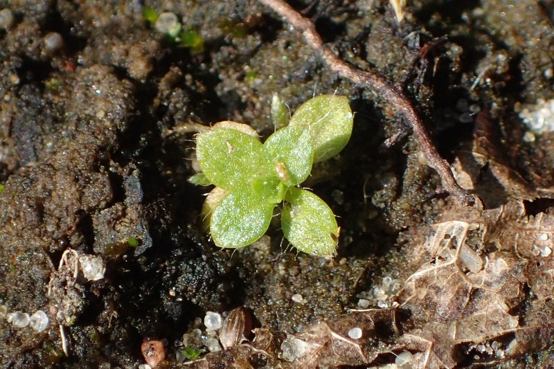 Alpine Chickweed photo 3