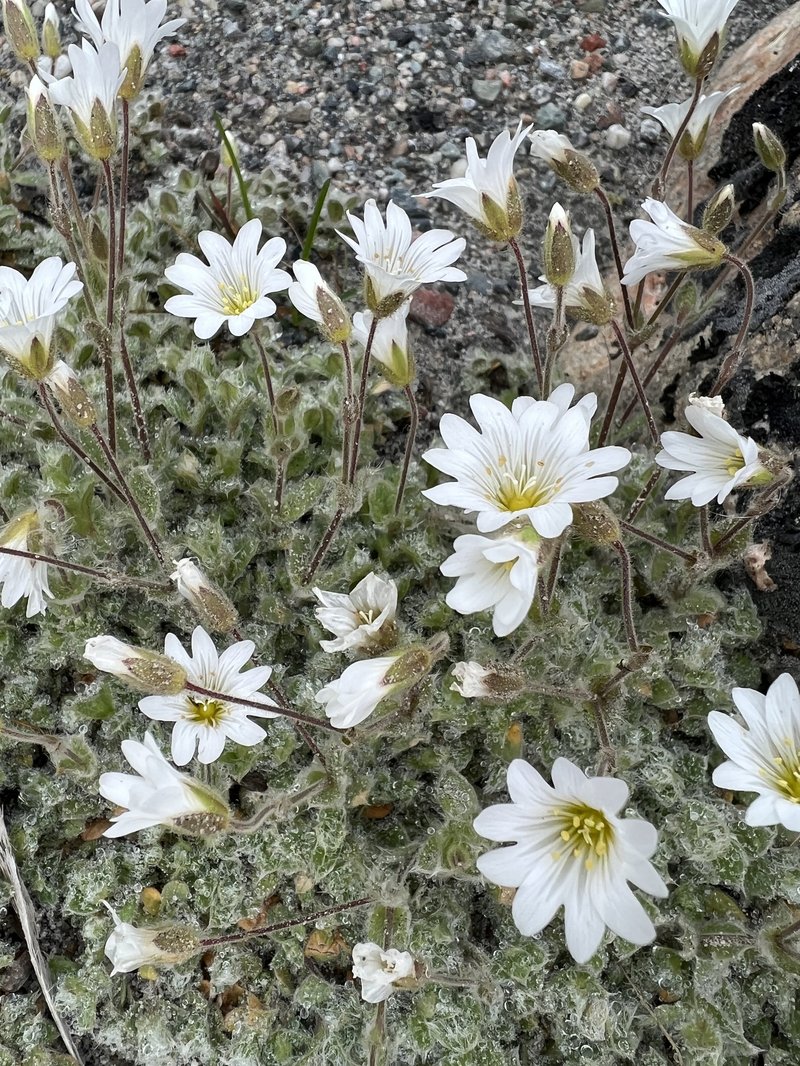 Alpine Chickweed photo 4
