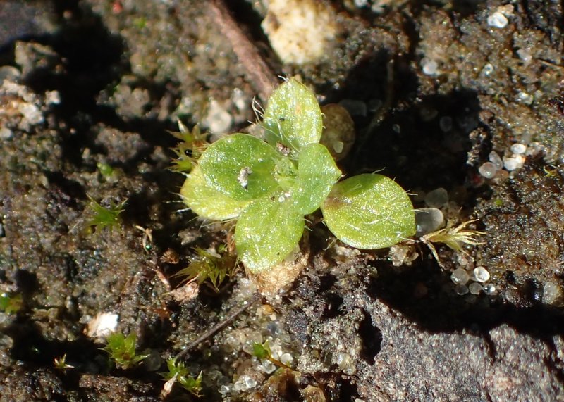 Alpine Chickweed photo 5
