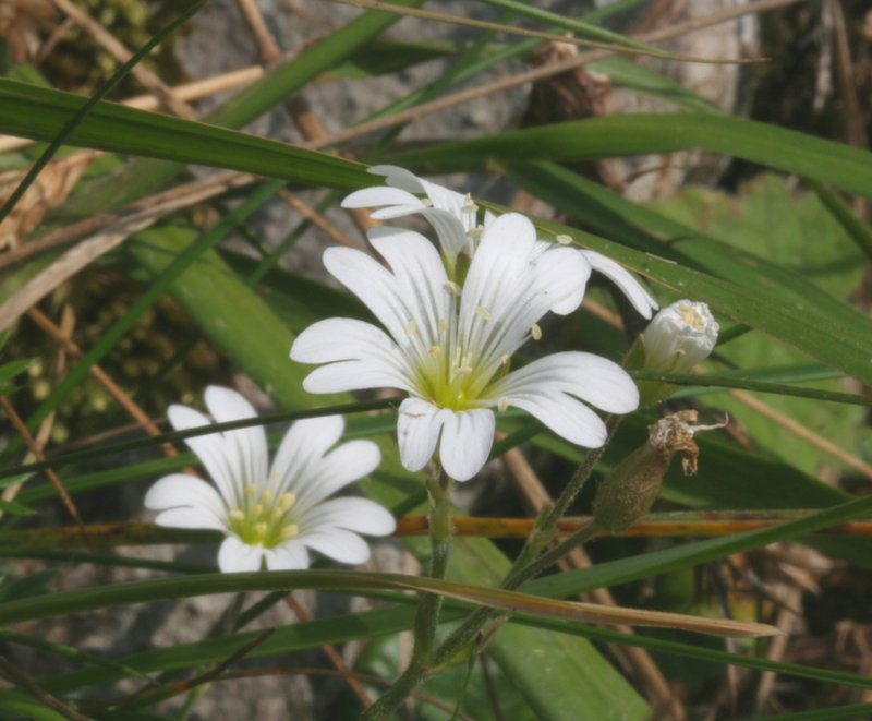 Alpine Chickweed photo 6