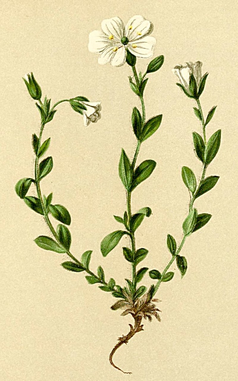 Alpine Chickweed photo 7