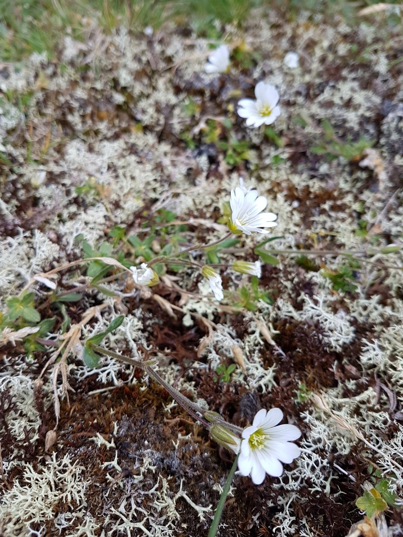 Cerastium alpinum var. alpinum