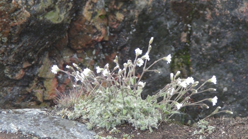 Cerastium alpinum var. alpinum photo 2