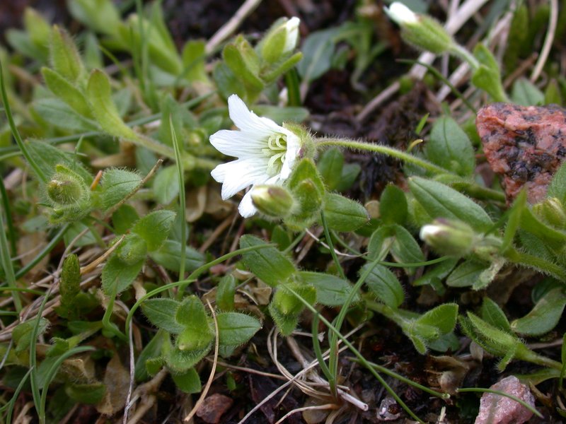 Mouse-Ear Chickweed photo 2