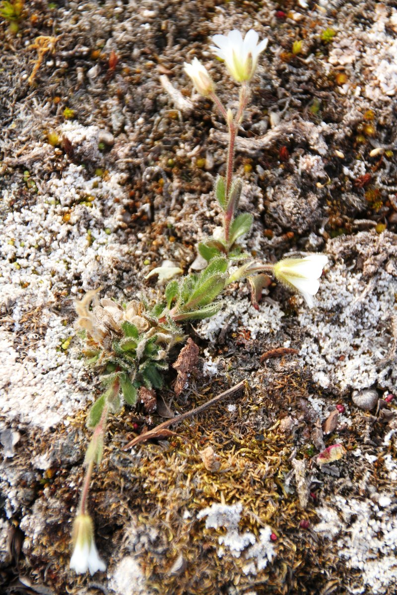 Mouse-Ear Chickweed photo 3