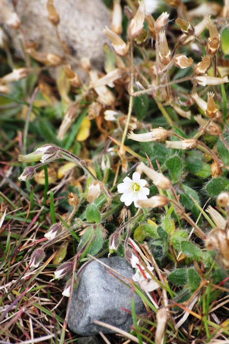 Mouse-Ear Chickweed photo 4