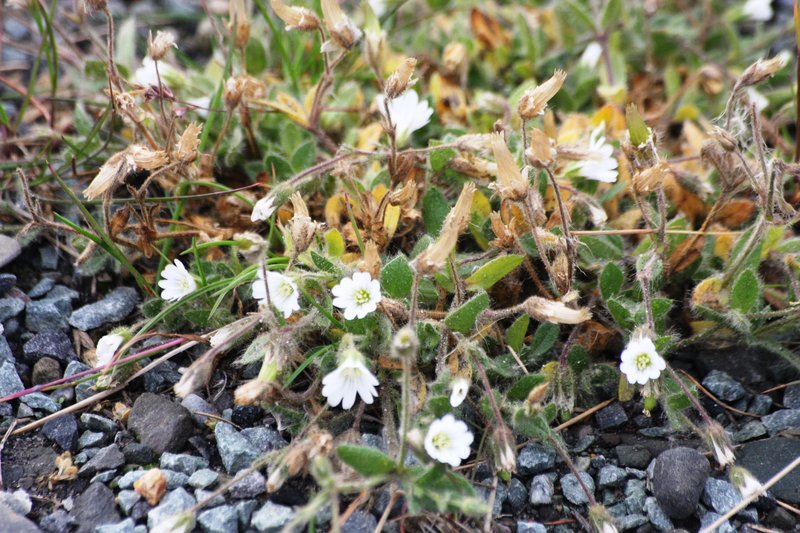 Mouse-Ear Chickweed photo 5