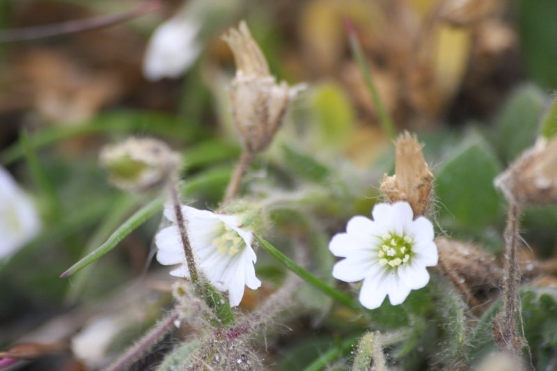 Mouse-Ear Chickweed photo 6