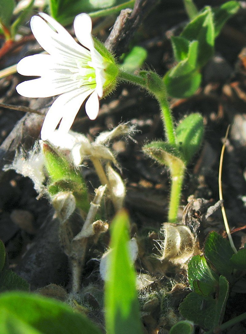 Mouse-Ear Chickweed photo 7