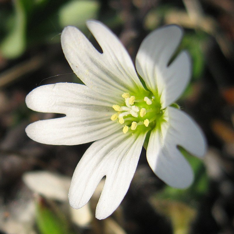 Mouse-Ear Chickweed photo 8